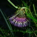 Cirsium tatakaense - Photo (c) JODY HSIEH, some rights reserved (CC BY-NC), uploaded by JODY HSIEH