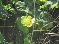 Gossypium tomentosum