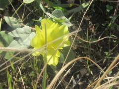 Gossypium tomentosum