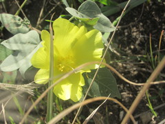 Gossypium tomentosum