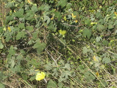 Gossypium tomentosum