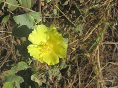 Gossypium tomentosum