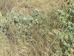 Gossypium tomentosum