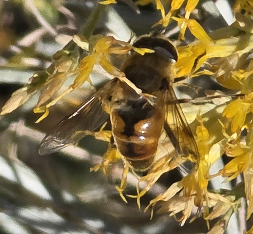Unknown species found near Davis County, UT, USA