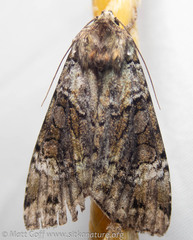 Anaplectoides prasina