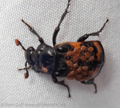 Carrion Beetle Mites