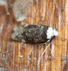 Endrosis sarcitrella