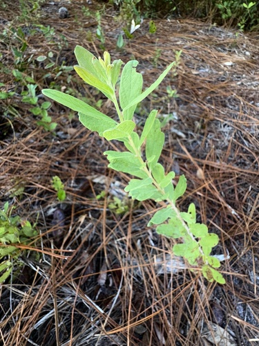 Gaylussacia tomentosa, photograph 4