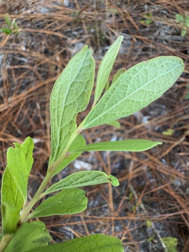 Gaylussacia tomentosa, photograph 5