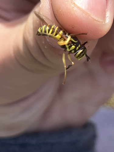 Unknown species found near Rockville, MD, US