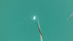 Syngnathidae