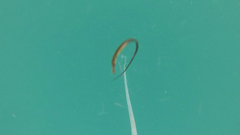 Syngnathidae