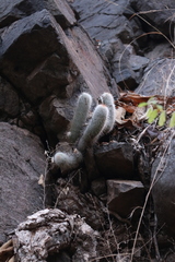 Mammillaria guerreronis