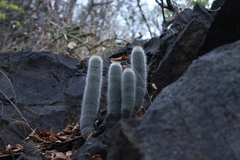 Mammillaria guerreronis