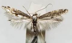 Argyresthia conjugella