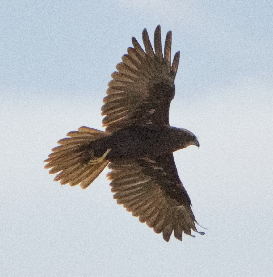 Western Marsh Harrier