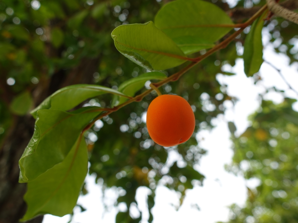 beautiful goetzea in October 2025 by Eliezer Nieves-Rodriguez · iNaturalist