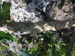 Plumeria tuberculata