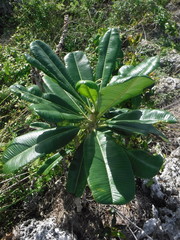 Plumeria tuberculata