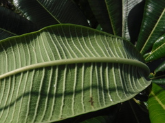 Plumeria tuberculata