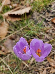 (c) Enrica Pistorio, some rights reserved (CC BY) Crocus longiflorus, photograph (c) Enrica Pistorio, some rights reserved (CC BY)