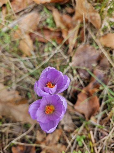 Crocus longiflorus, photograph 4