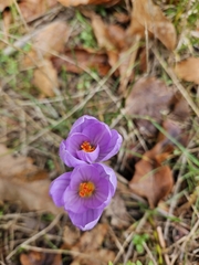 (c) Enrica Pistorio, some rights reserved (CC BY) Crocus longiflorus, photograph (c) Enrica Pistorio, some rights reserved (CC BY)