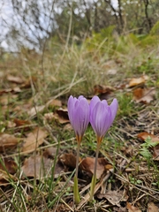 (c) Enrica Pistorio, some rights reserved (CC BY) Crocus longiflorus, photograph (c) Enrica Pistorio, some rights reserved (CC BY)
