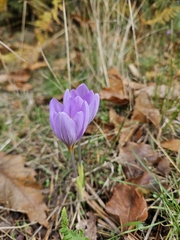 Crocus longiflorus, photograph (c) Enrica Pistorio, some rights reserved (CC BY)