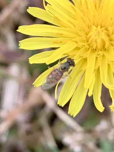 Unknown species found near Golf Terrace Heights, Edina, MN, USA