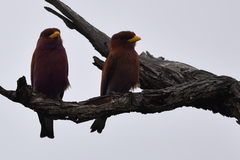 Eurystomus glaucurus suahelicus