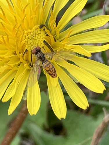 Unknown species found near Melody Lake, Edina, MN 55436, USA