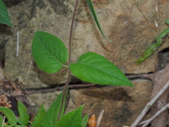 Lonicera hypoglauca