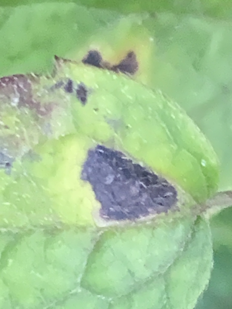 Didymella clematidis