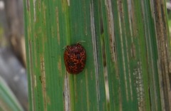 Hemisphaerota palmarum