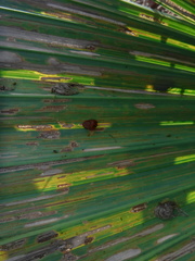 Hemisphaerota palmarum