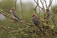 Urocolius indicus transvaalensis