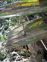 Hemisphaerota palmarum