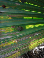 Hemisphaerota palmarum