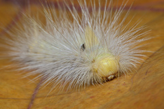 Calliteara horsfieldii