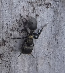 Cephalotes auricomus