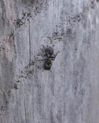 Cephalotes auricomus