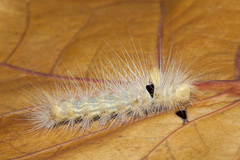 Calliteara horsfieldii