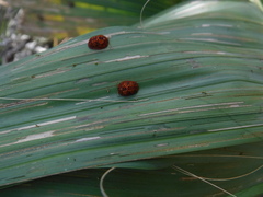 Hemisphaerota palmarum
