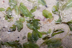 Halophila ovalis
