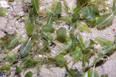 Halophila ovalis