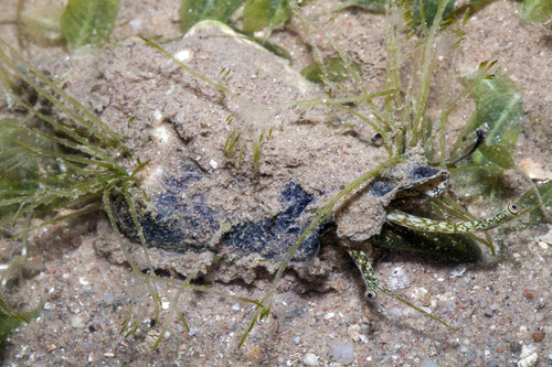 Little Bear Conch (Strombus urceus) · iNaturalist