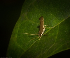 Glaphyristis marmarea