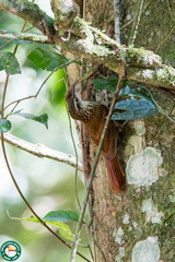 Xiphorhynchus fuscus