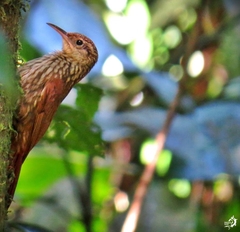 Xiphorhynchus fuscus